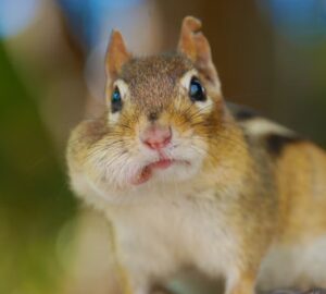 csikos furge es nem plussmokus