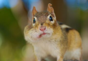 csikos furge es nem plussmokus