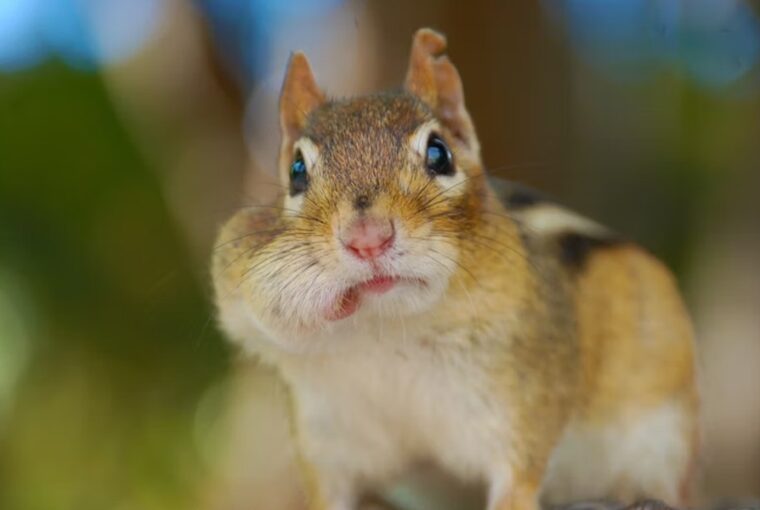 csikos furge es nem plussmokus