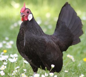 Hintára fel: légi parádé csirkékkel! - Hobbiallat.hu