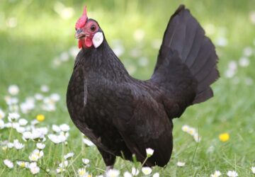 fekete spanyol torpetyuk