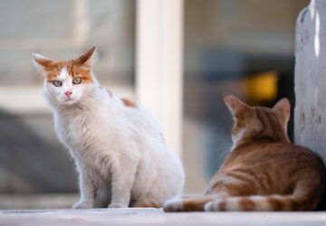 fonok a macskafalkaban