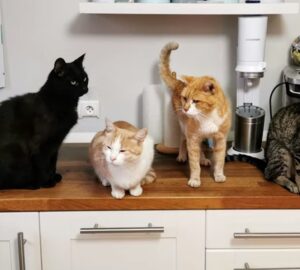 fonok a macskafalkaban