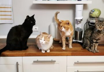 fonok a macskafalkaban