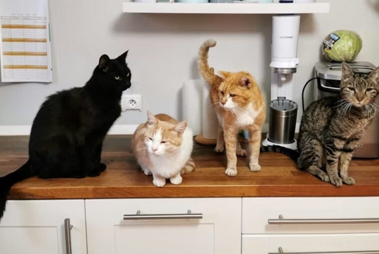 fonok a macskafalkaban