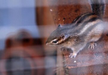 hodit a sziberiai csikosmokus