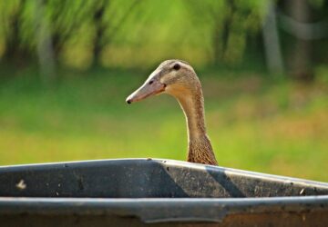 ismerd meg az indiai futokacsat