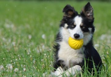 labda vagy szabadsag