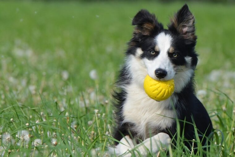 labda vagy szabadsag