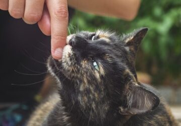 mennyire pszichopata a macskad