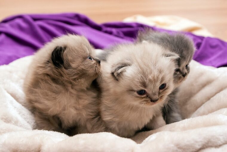 mi az a cukisagagresszio