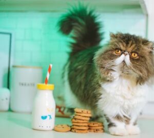 miert nem szabad tejet adni a macskaknak