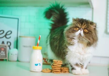 miert nem szabad tejet adni a macskaknak