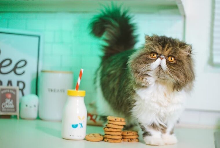 miert nem szabad tejet adni a macskaknak