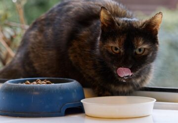 miert nem szabad tejet adni a macskaknak