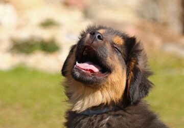 milyen fonok lenne a kutyad