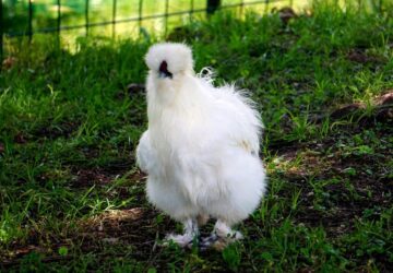 selyemtyuk a plussallat ami tojast tojik