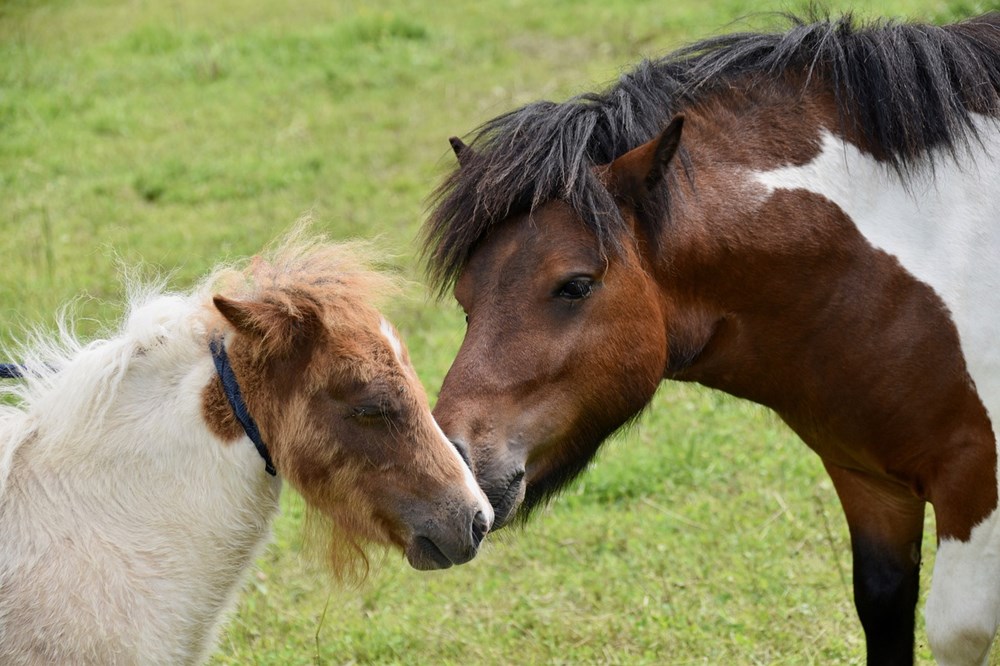 shetlandi poni 1 shetlandi poni 1