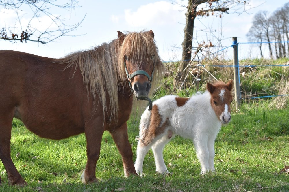 shetlandi poni 2 shetlandi poni 2