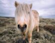 shetlandi poni egy lo