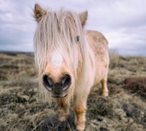 shetlandi poni egy lo