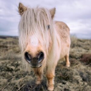 shetlandi poni egy lo
