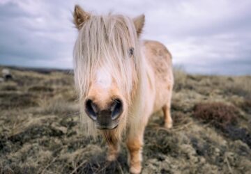 shetlandi poni egy lo