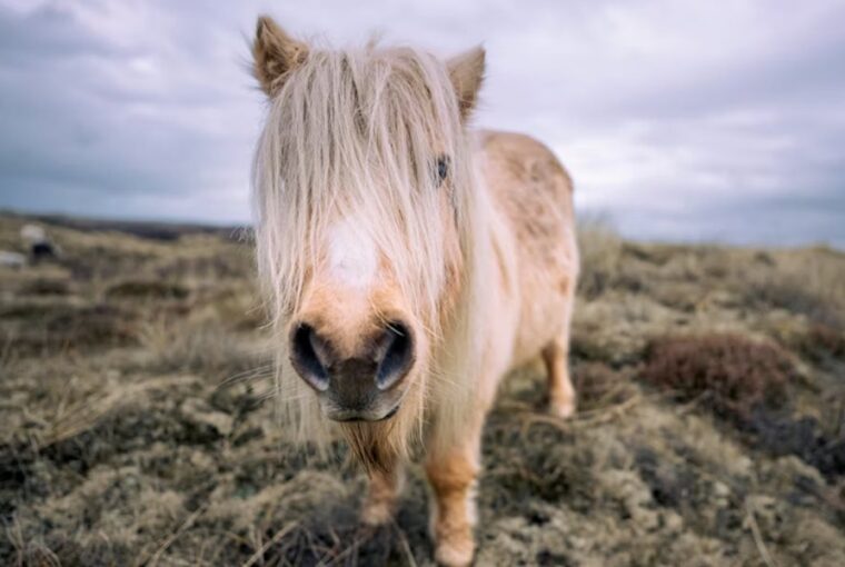 shetlandi poni egy lo