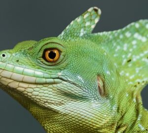 sisakos baziliszkusz