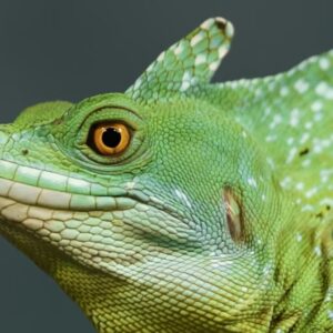 sisakos baziliszkusz