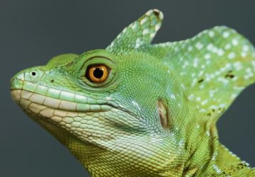 sisakos baziliszkusz