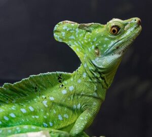 sisakos baziliszkusz