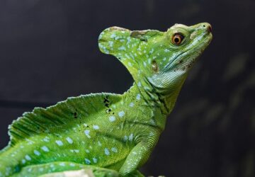 sisakos baziliszkusz