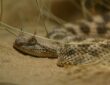 Szarvas vipera