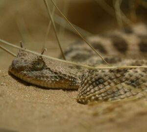 Szarvas vipera
