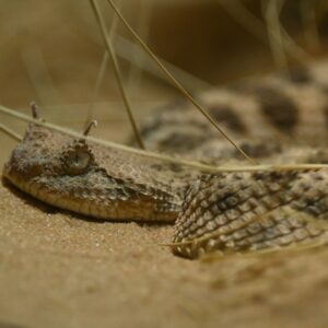Szarvas vipera