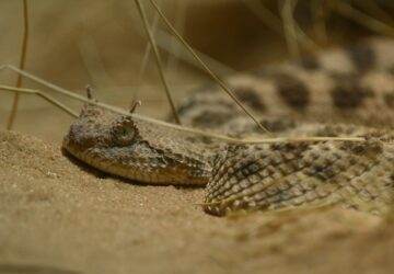 Szarvas vipera