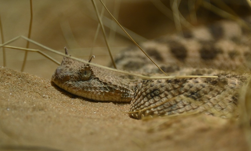 Szarvas vipera