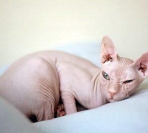 szfinx a meztelen igazsag