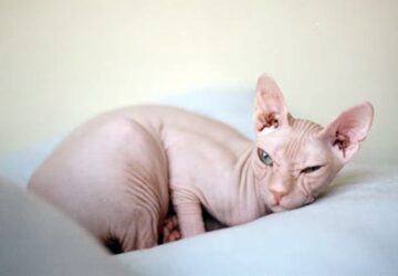 szfinx a meztelen igazsag