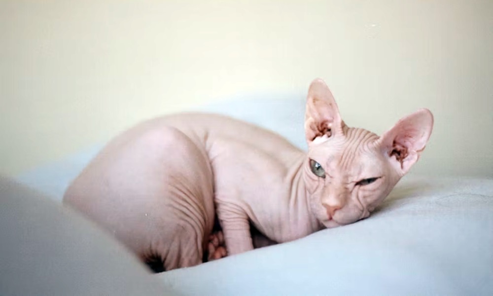 szfinx a meztelen igazsag