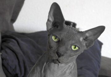 szfinx a meztelen igazsag