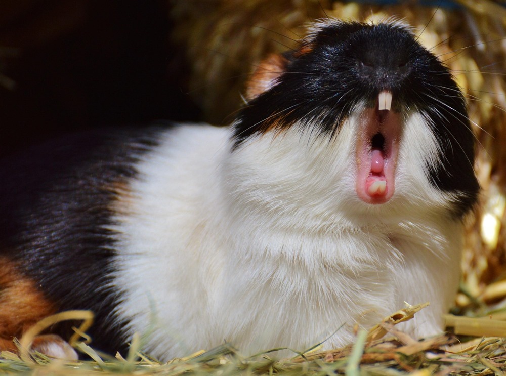 tengerimalac betegsegek 1 tengerimalac betegsegek 1