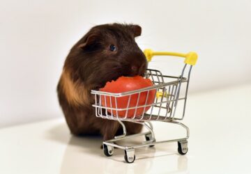 tengerimalac betegsegek 2