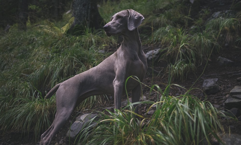 weimari vizsla 1 weimari vizsla 1