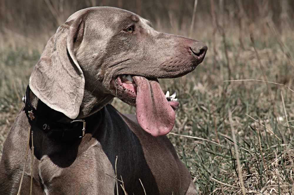 weimari vizsla 2 weimari vizsla 2