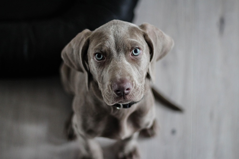 weimari vizsla 3 weimari vizsla 3