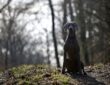 A weimari vizsla: ezüstszínű elegancia egy rakoncátlan szívvel