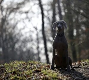 A weimari vizsla: ezüstszínű elegancia egy rakoncátlan szívvel