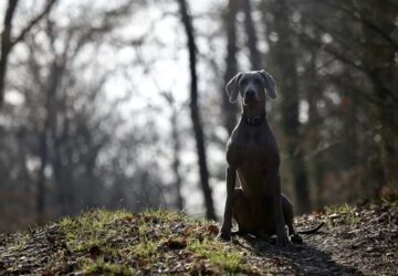 A weimari vizsla: ezüstszínű elegancia egy rakoncátlan szívvel
